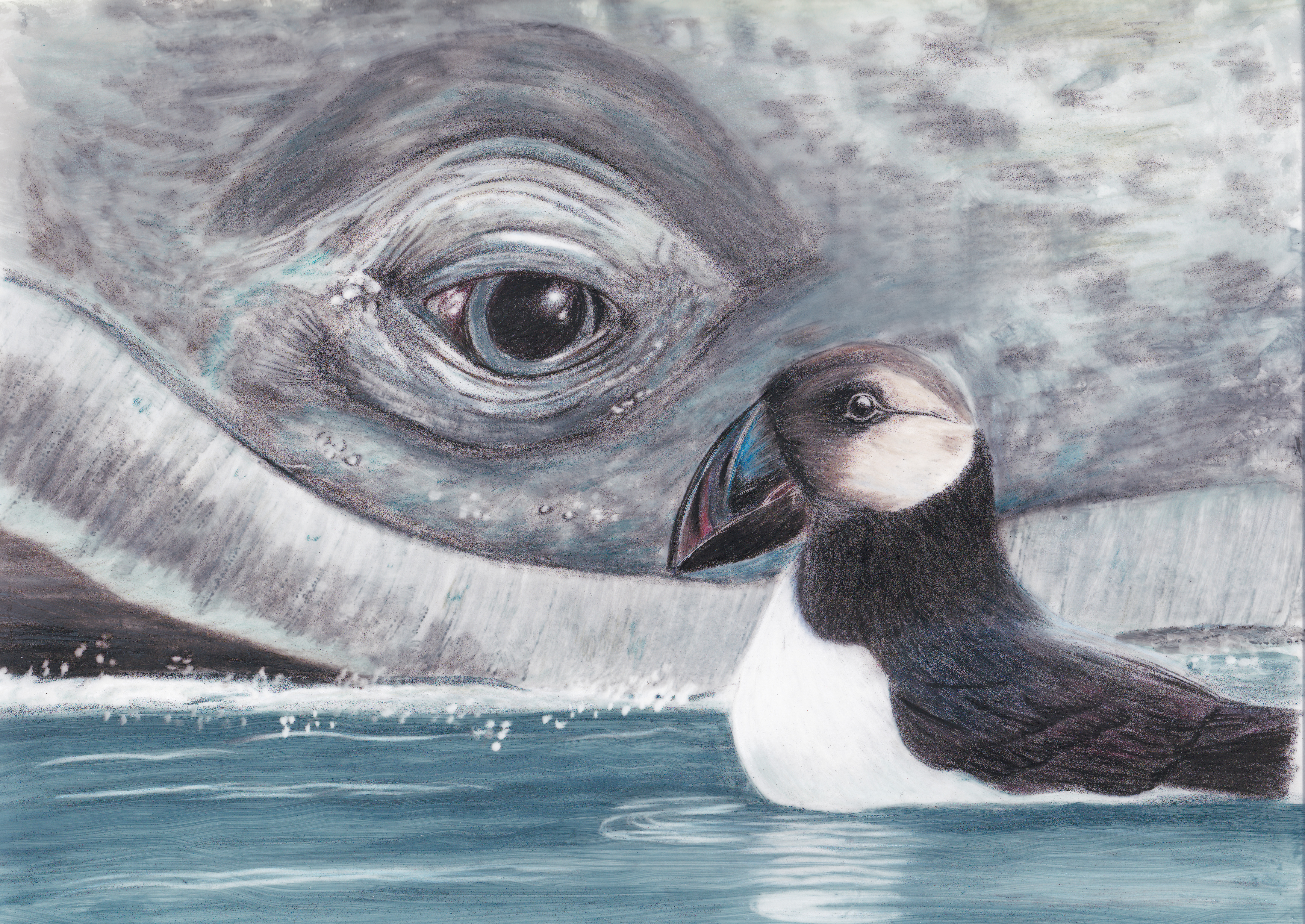 Aldar the puffin has an encounter with a humpback whale. Image of the puffin and the eye of the whale.