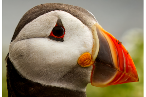 Aldar, A Puffins Tale - Special Edition Hardcover 